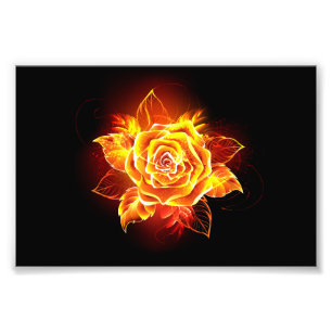 Foto Blooming Fire Rosa