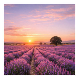Foto Blooming Lavender Field at Golden Sunset Provence