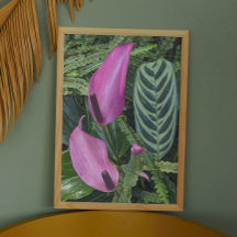 Blooms de Anthurium rosa e folhagem de folhas