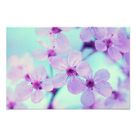 Foto Blossomas De Cereja Bonitos Em Ramificação De Sang