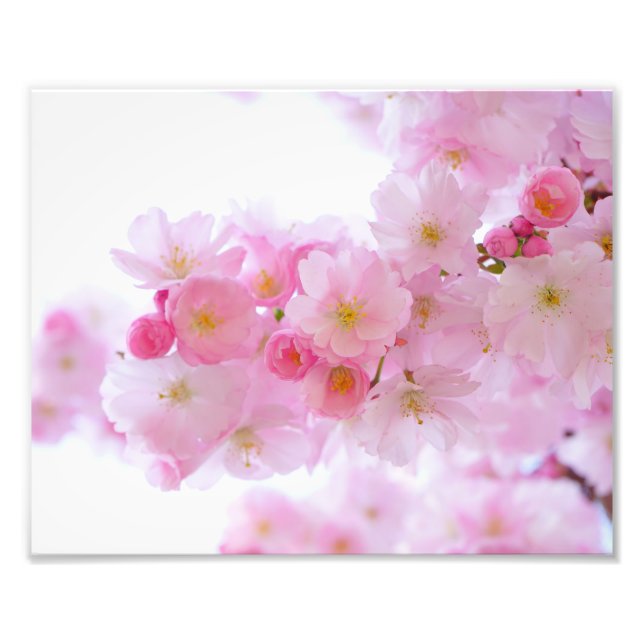 Foto Blossomas de Cereja Japoneses (Frente)