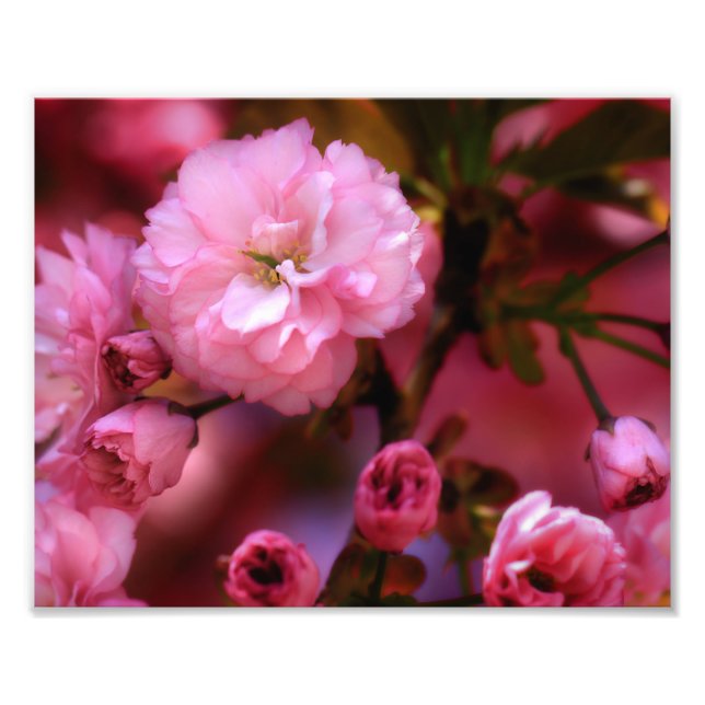Foto Blossomas de Cereja Rosa-Primavera adoráveis (Frente)