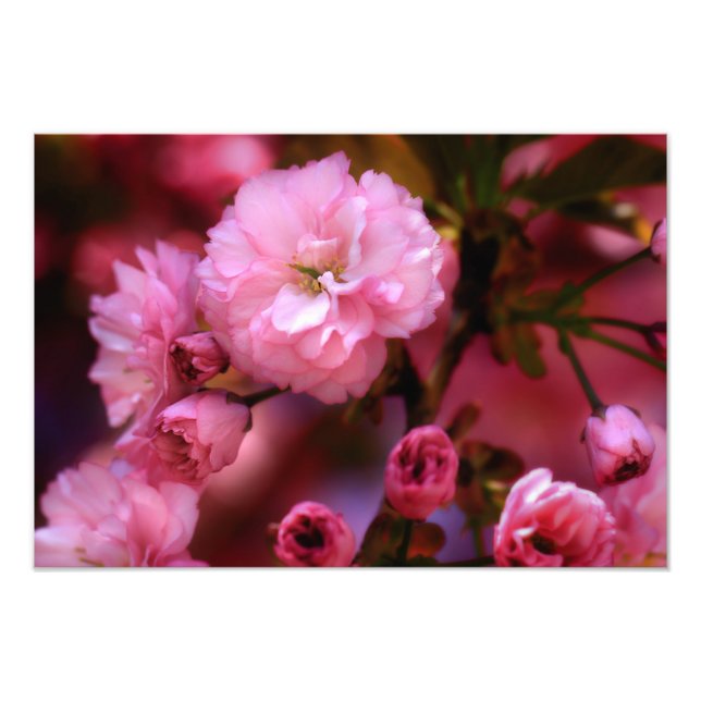 Foto Blossomas de Cereja Rosa-Primavera adoráveis (Frente)