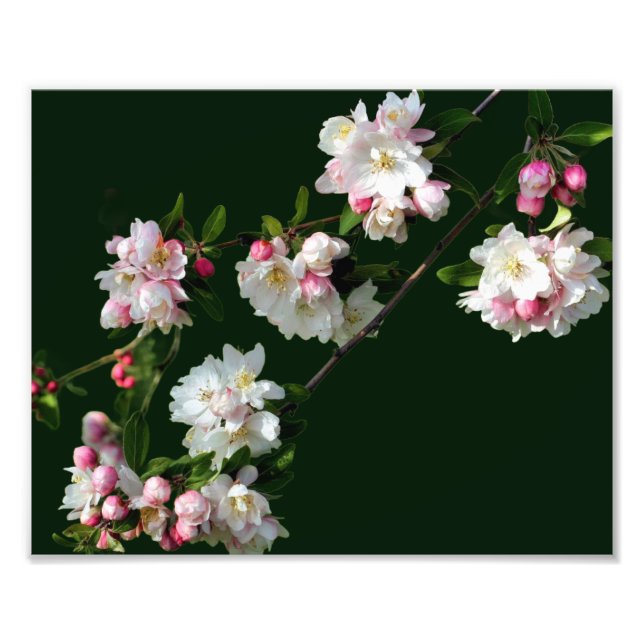 Foto Blossomas De Maçã Branca E Rosa 8x10 (Frente)