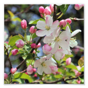 Foto Blossomas de Maçã de Primavera inicial fecham 8x8