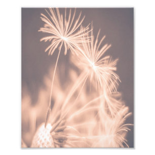 Foto  Blowball de Dandelion Cor-de-Feira Cor-de-Rosa Su