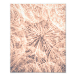 Foto Blowball de Dandelion Rosa de Fairytale Suave 4