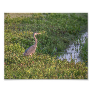Foto Blue Heron
