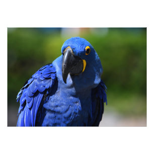 Foto Blue Hyacinth Macaw