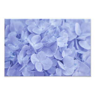 Foto Blue Hydrangea