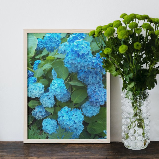 Foto Blue Hydrangea Blooms Floral (In Situ Framed)