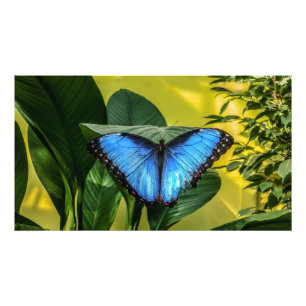 Foto Blue Morpho Butterfly Arte Floral