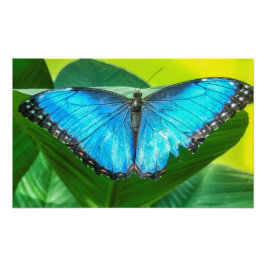 Foto Blue Morpho Butterfly Arte Floral
