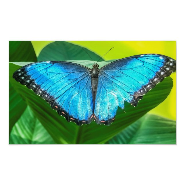 Foto Blue Morpho Butterfly Arte Floral (Frente)