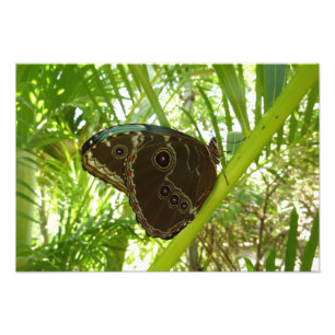 Foto Blue Morpho Butterfly Nature Photoshop