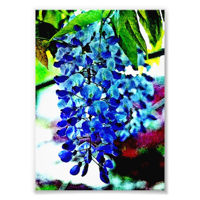 Foto Blue Wisteria (Frente)