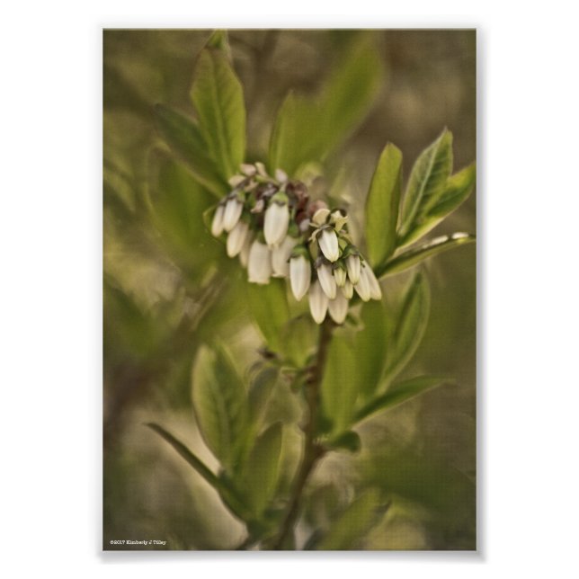 Foto Blueberry 585 (Frente)