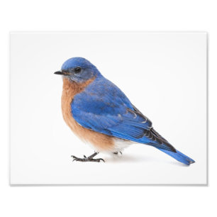 Foto Bluebird