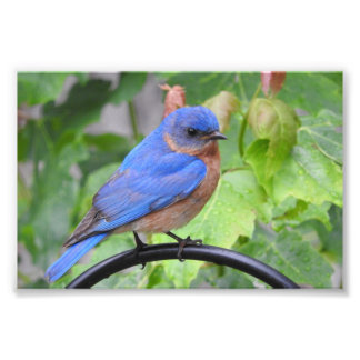Foto Bluebird