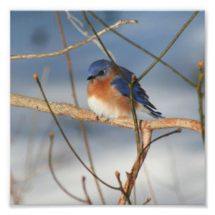 Foto Bluebird 8x8