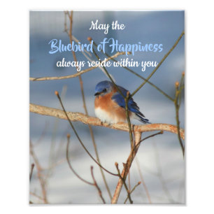 Foto Bluebird de felicidade Inspiracional 8x10