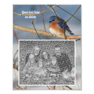 Foto Bluebird personalizado Crie seu próprio 8x10