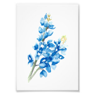 Foto Bluebonnet 4