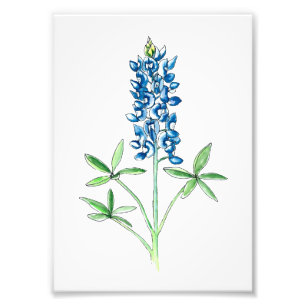 Foto Bluebonnet da aguarela e da caneta
