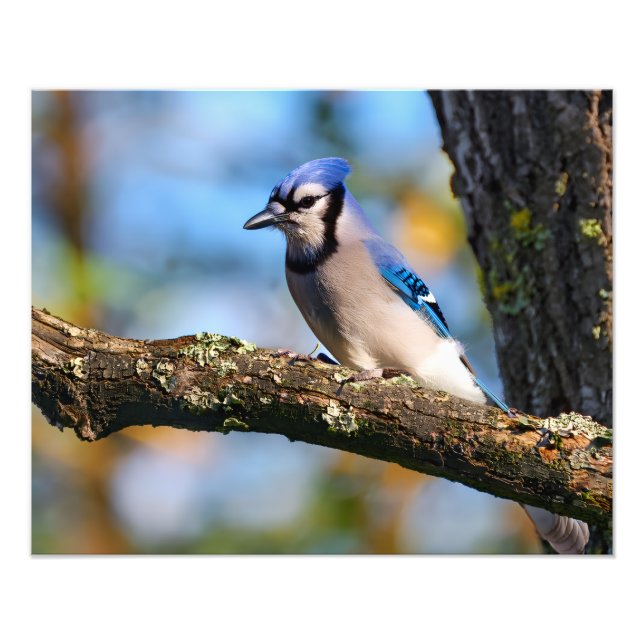 Foto Bluejay (Frente)