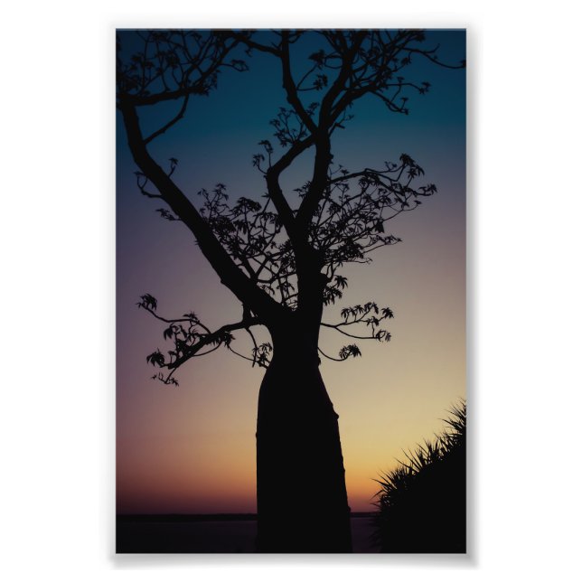 Foto Boab Tree Silhouette no Sunset Photo Impressão (Frente)