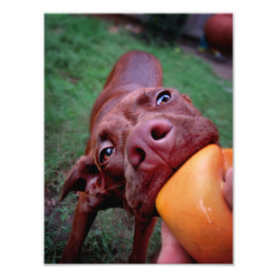 Foto Bola de Tubagem do Chocolate Pit Puppy
