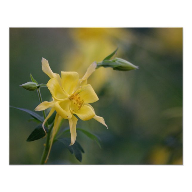 Foto Bom dia amarelo (Frente)