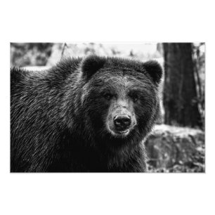 Foto bonita do urso de urso