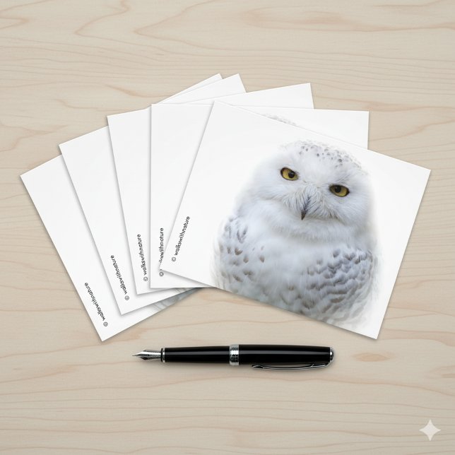 Foto Bonita, Dreamy e Serene Snowy Owl (Snowy Owl Postcard Cover Photo 1)