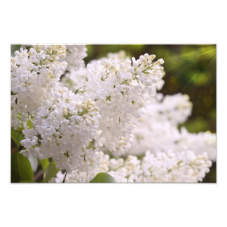 Foto bonito de Lilacs Brancos