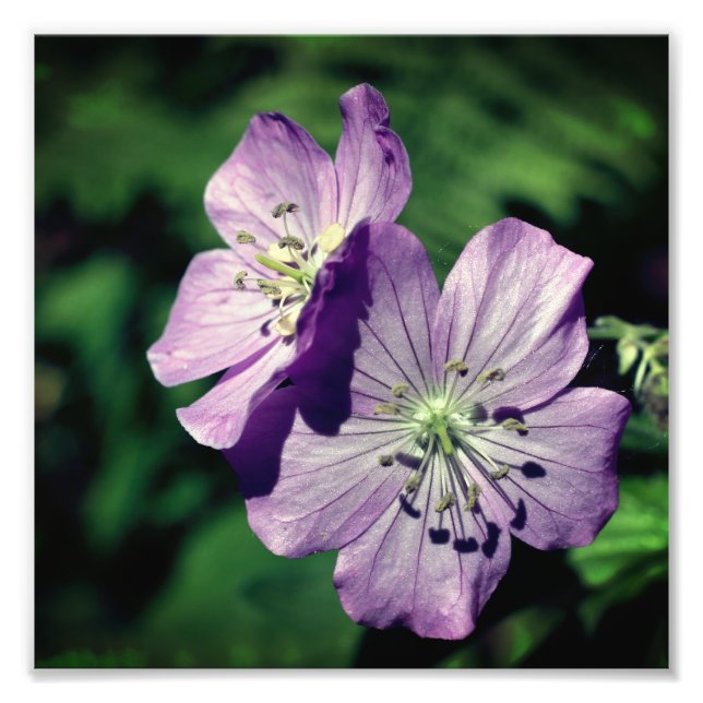Foto Bonito Par de Flor de Gerânio Puro Feche 8x8 (Frente)