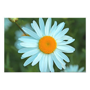 Foto bonito pintura de flores de margarida branca.