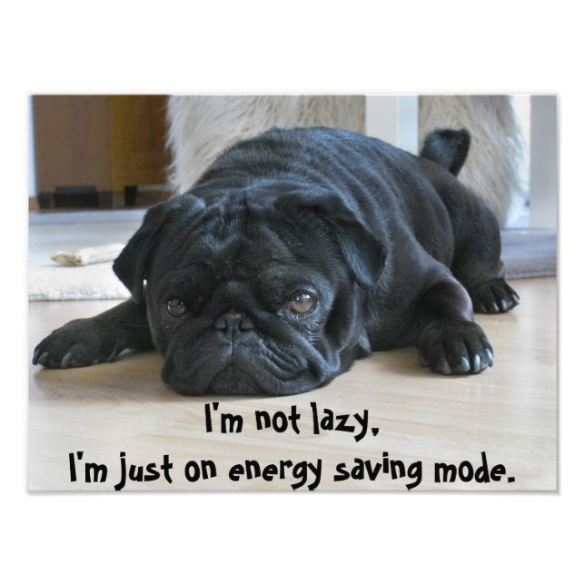 Foto Bonito Preto Pug Puppy Laziness Poster (Frente)