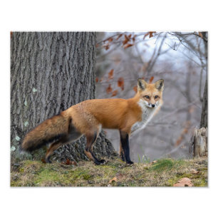 Foto Bonito Sr. Fox