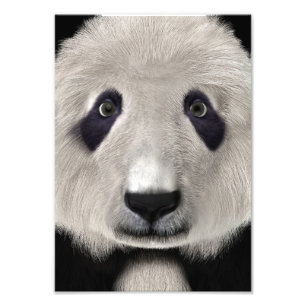 Foto Bonito Urso de Panda Kawaii Amante de os animais p