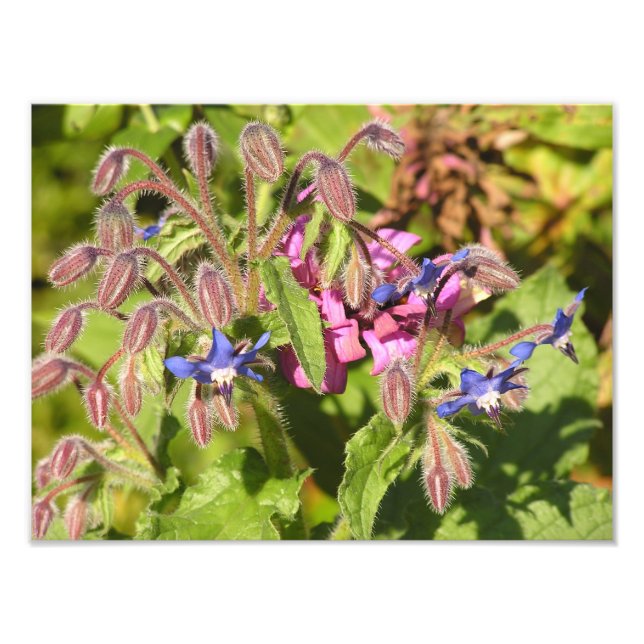 Foto Boragem (Borago officinalis) (Frente)