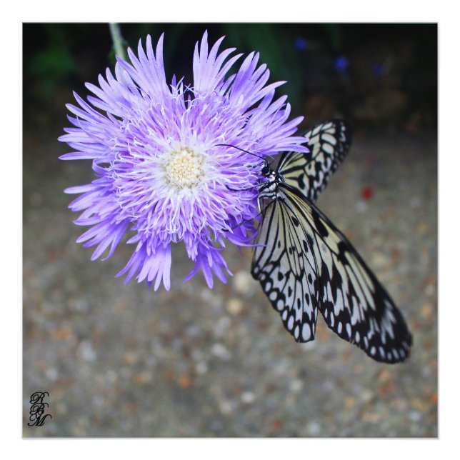 Foto Borboleta Amarela na Flor Puro (Frente)