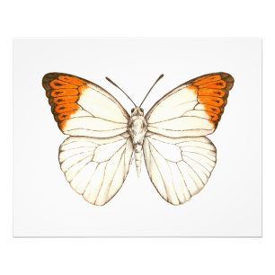Foto Borboleta aquosa, ponta de laranja excelente