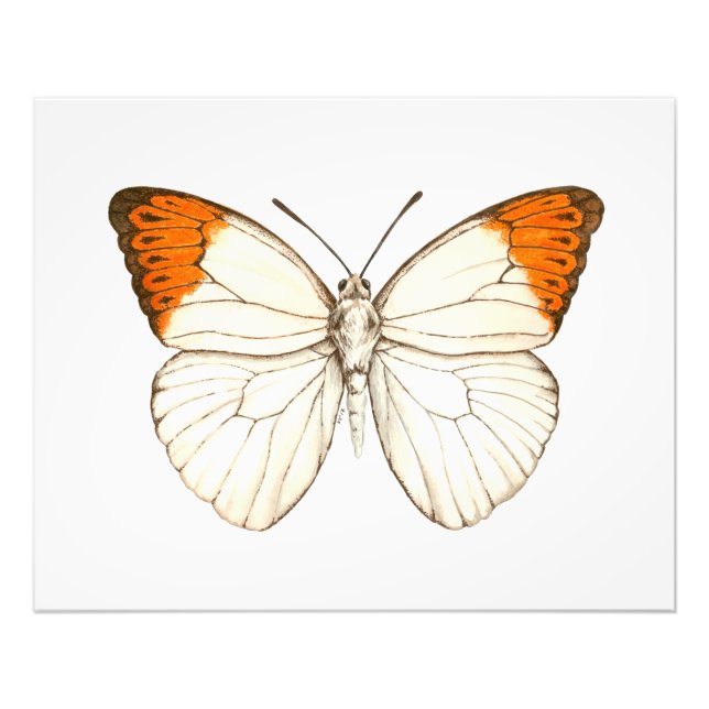 Foto Borboleta aquosa, ponta de laranja excelente (Frente)