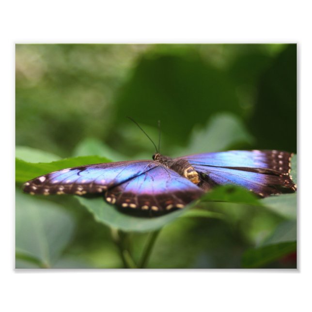 Foto Borboleta Azul Fechar 8x10 (Frente)
