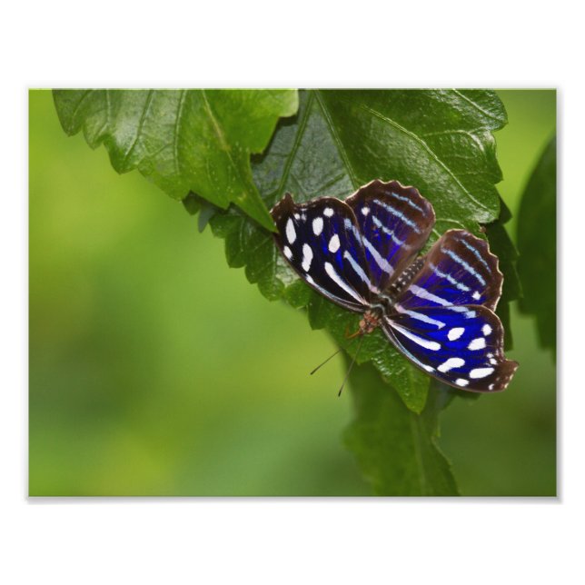 Foto Borboleta azul mexicana (Frente)