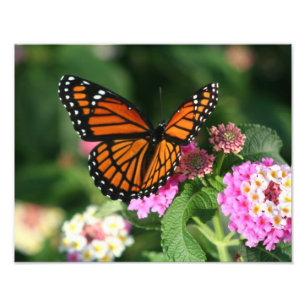 Foto Borboleta bonita na flor do Lantana