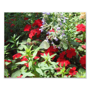 Foto Borboleta branca