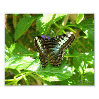 Foto Borboleta Clipper