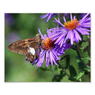 Foto Borboleta Dama Pintada em Flor de Áster Selvagem 8